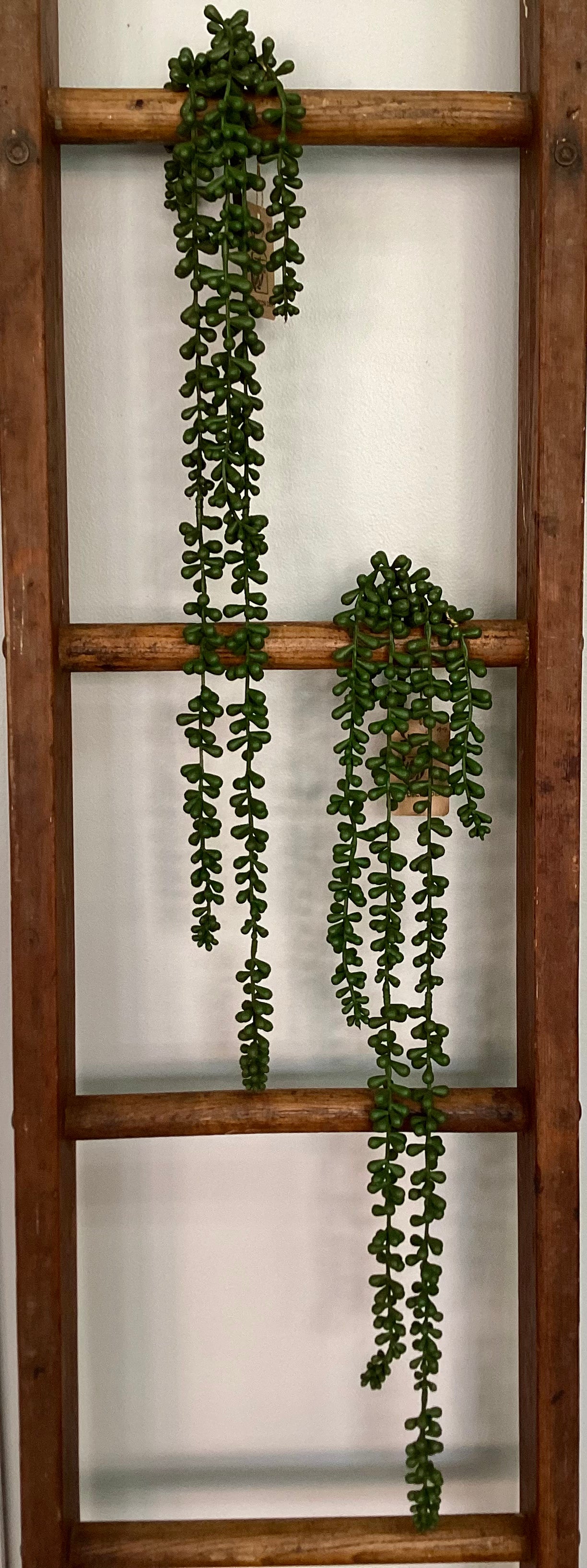 Succulent Strand 28in